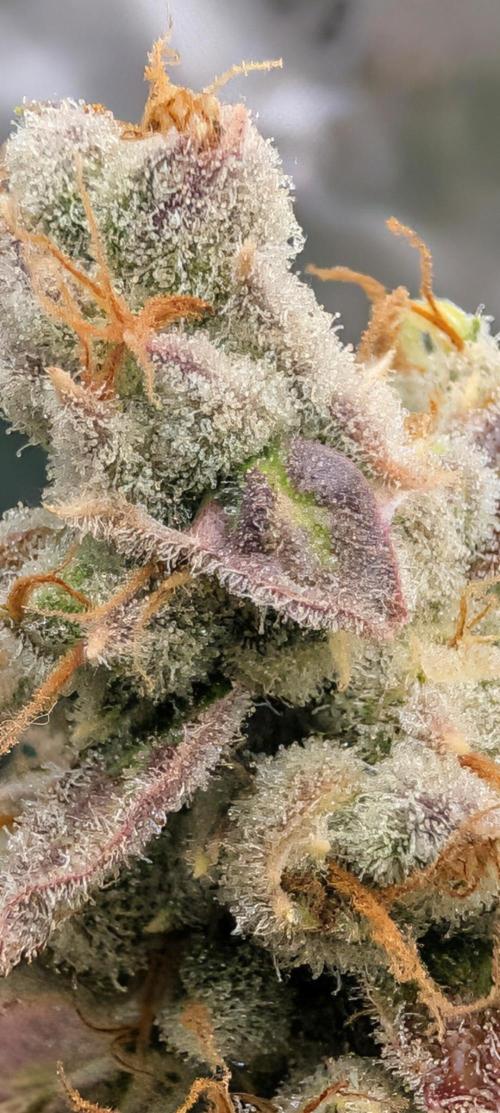 Banana Jealousy IBL. Week 10 - got frost!