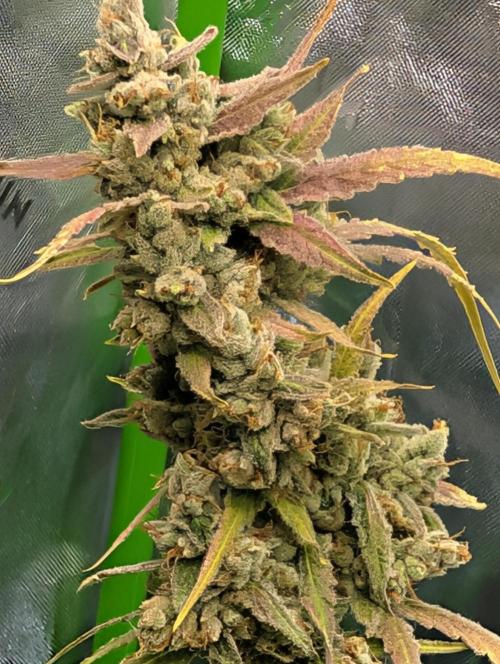 Banana Jealousy IBL. Week 10