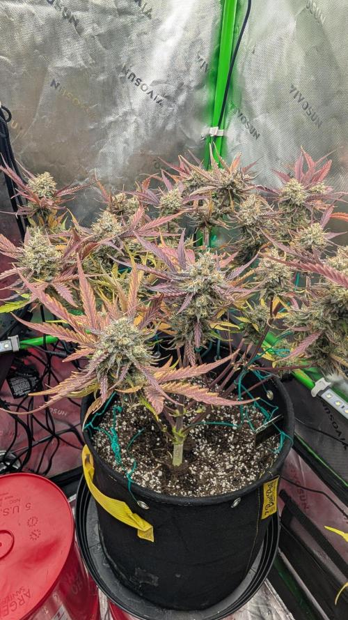 Highbearnation. Week 8