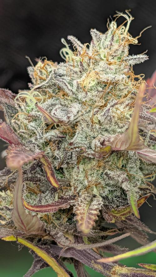 Highbearnation. Week 8 - fizzy punch terp