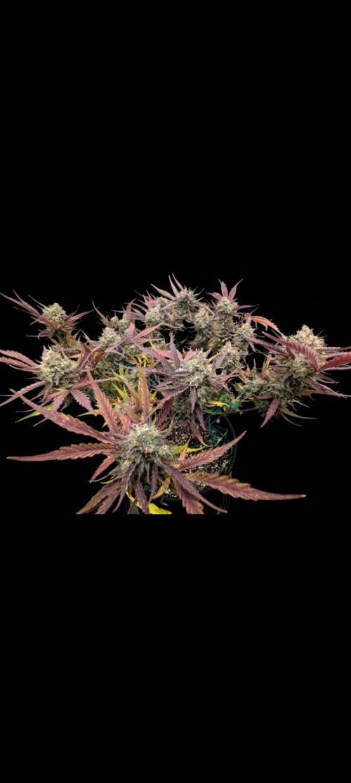 Highbearnation. Week 8