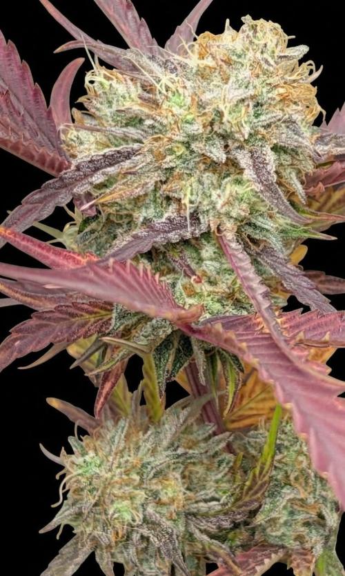 Highbearnation. Week 8