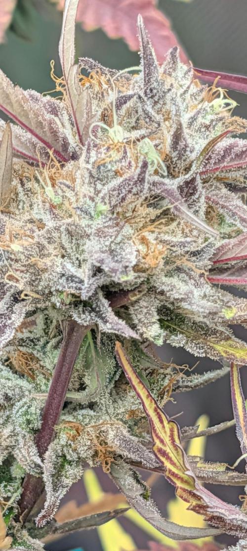 Highbearnation. Week 8