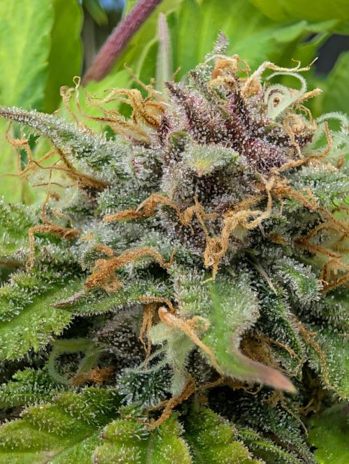 Cherry Cola RF3. Week 8