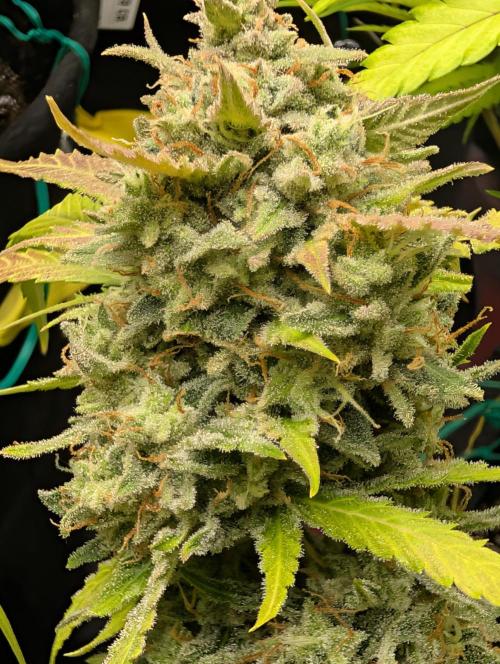Cherry Cola RF3. Week 8