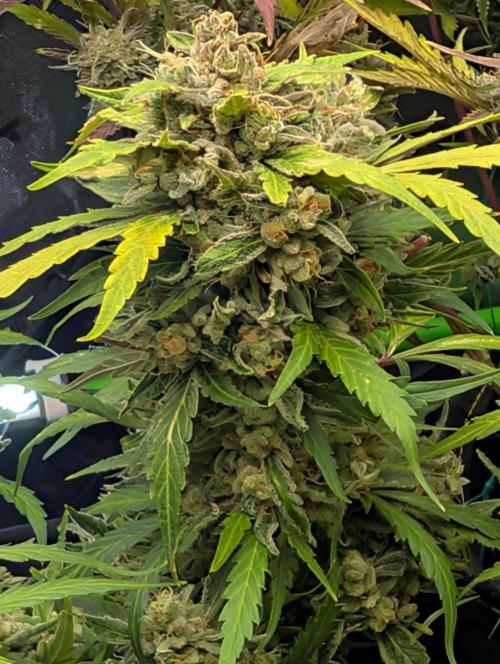 Cherry Cola RF3. Week 8