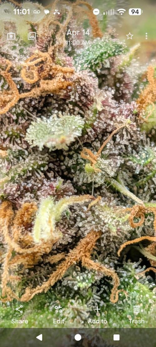 Cherry Cola RF3. Week 8