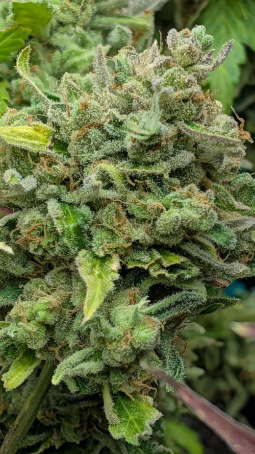 Pineapple Runtz. Week 9