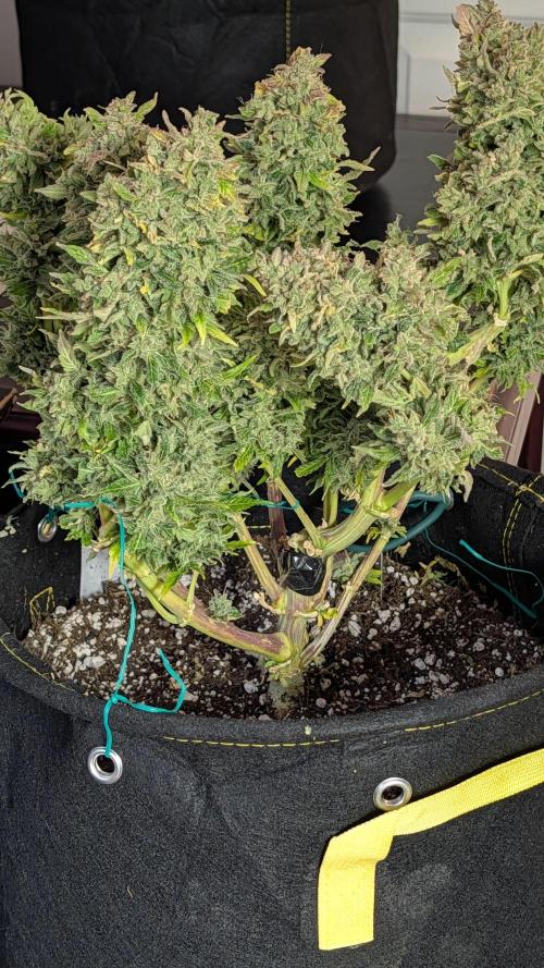Pineapple Runtz. Week 9