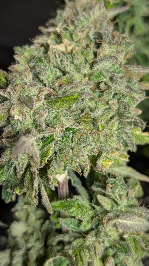 Pineapple Runtz Auto. Week 9