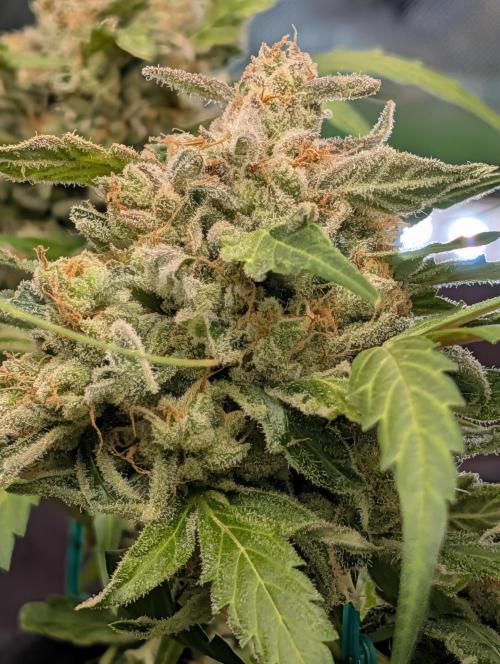 ViolaRbx5 pheno 2. Week 8 - gassy funk