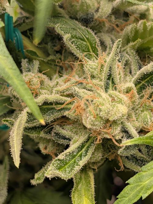 ViolaRbx5 pheno 2. Week 8