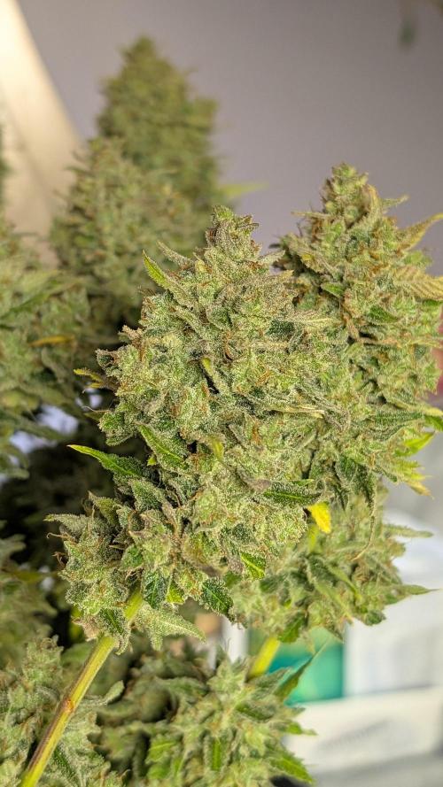Viola RBX5 pheno 1. Week 8 - chunky sweet gas pheno