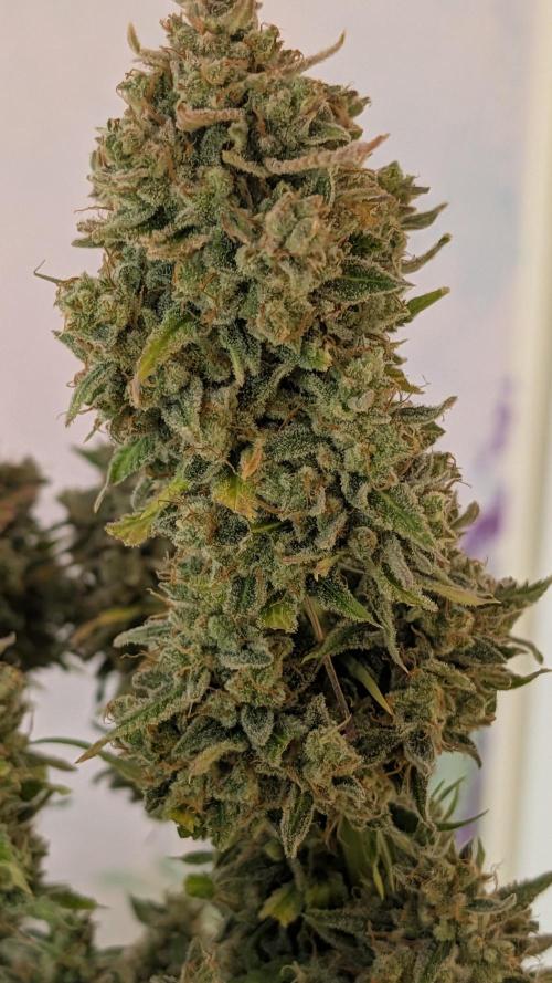 Viola RBX5 pheno 1. Week 8