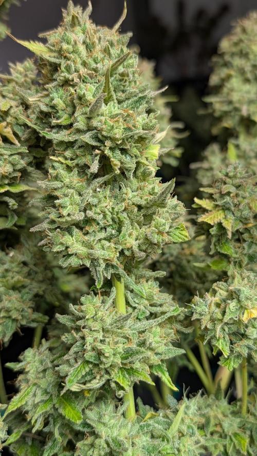 Viola RBX5 pheno 1. Week 8