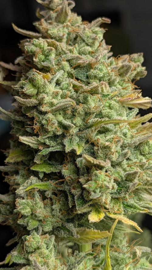Viola RBX5 pheno 1. Week 8 - sweet gas