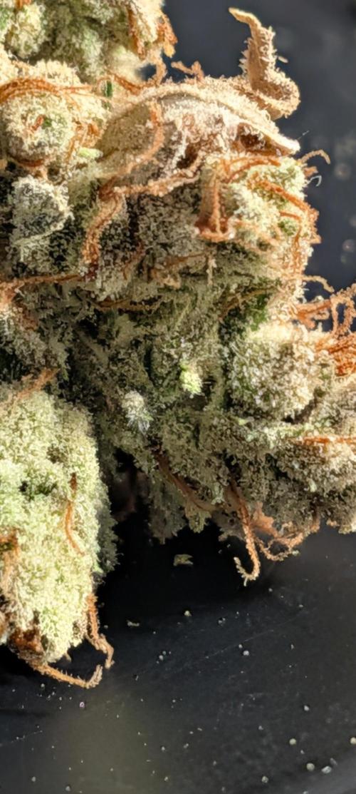 Banana Jealousy IBL. Week 11