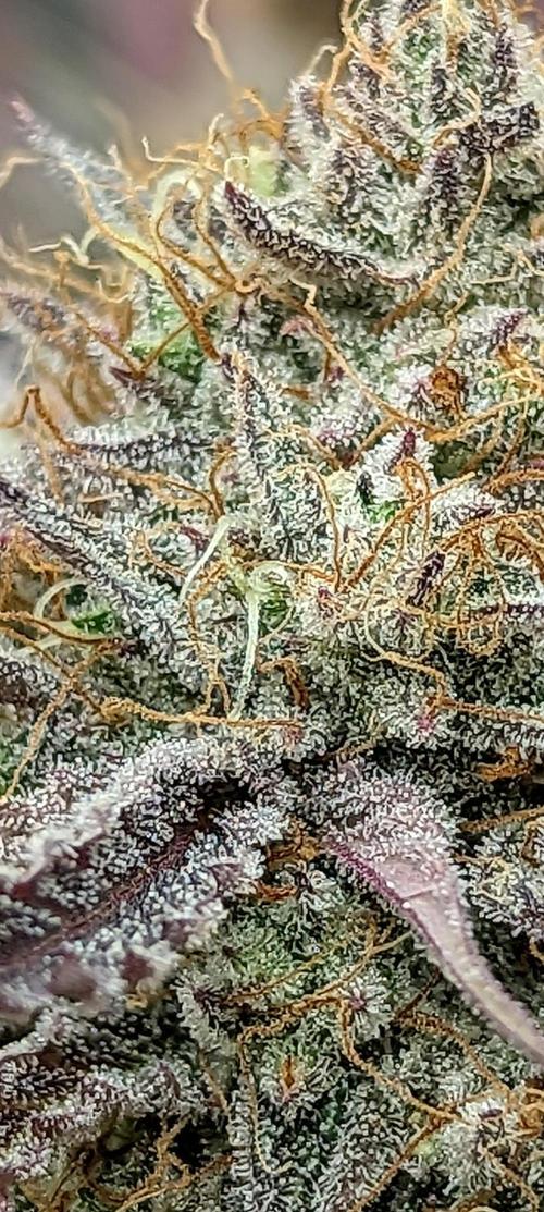 Highbearnation. Week 9