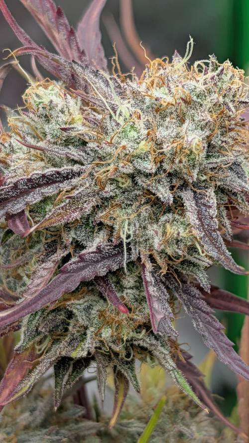 Highbearnation. Week 9