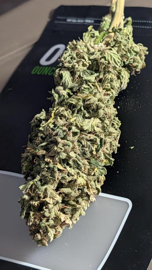 Pineapple Runtz. Week 11 - big buds.