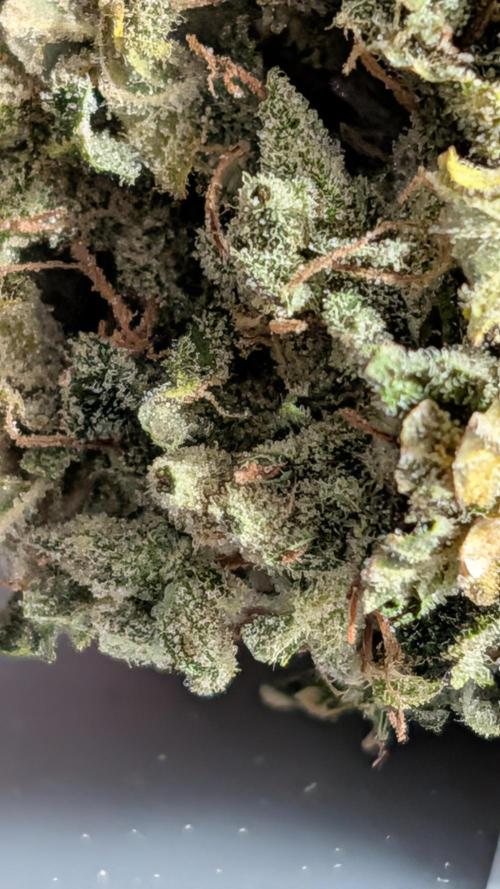 Pineapple Runtz. Week 11 - sticky, Dole Pineapple  with light bubble gum Terps. 