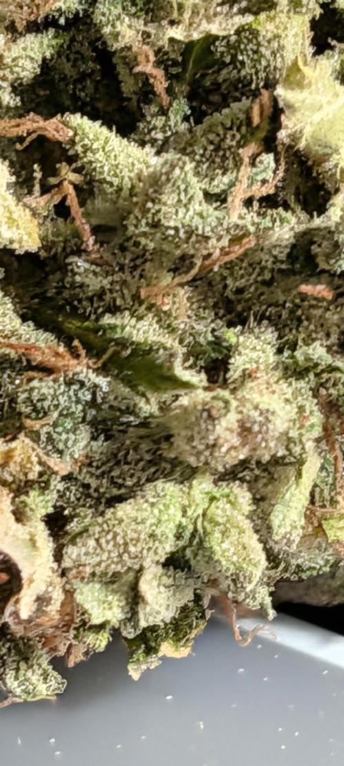 Pineapple Runtz. Week 11