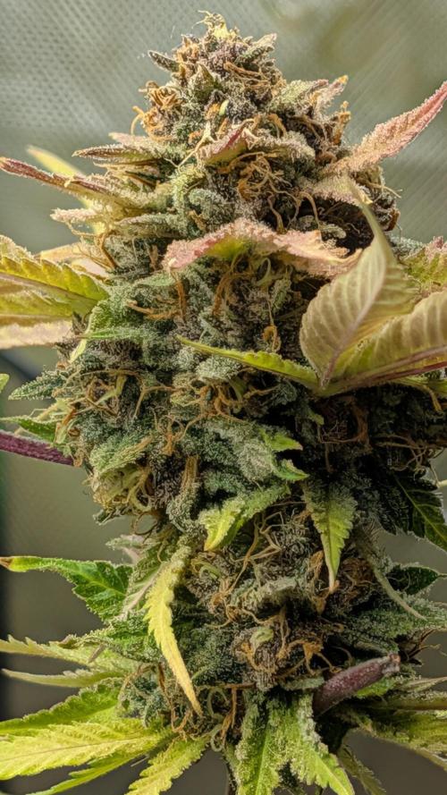 Cherry Cola RF3. Week 9