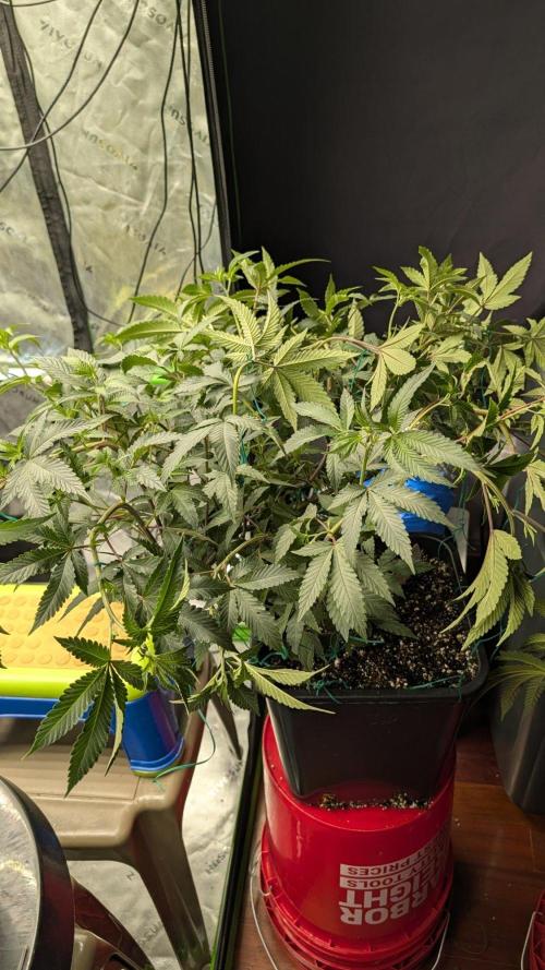 Grow Tent Pro 4x4 P448 (48″ x 48″ x 80″). Week 5