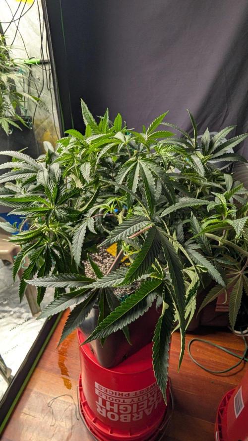 Grow Tent Pro 4x4 P448 (48″ x 48″ x 80″). Week 5