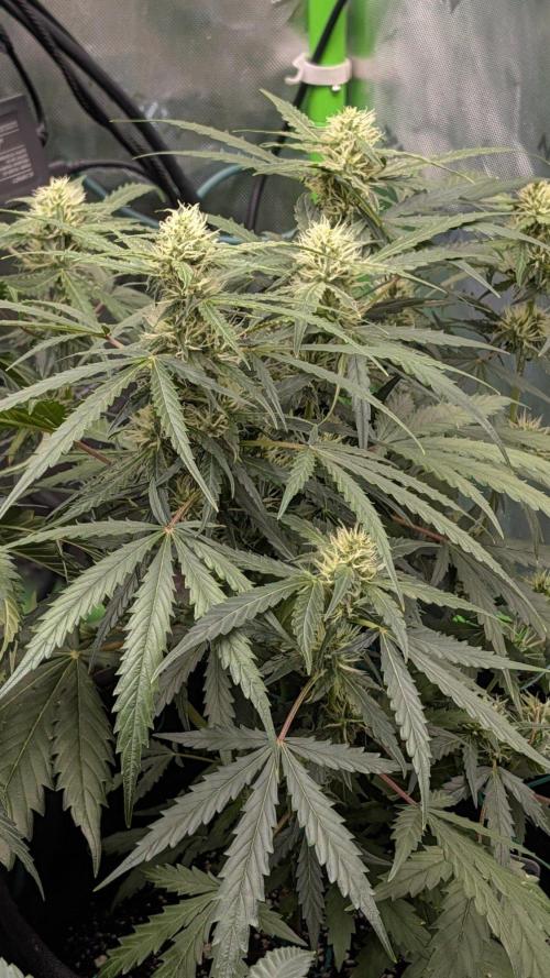 Grow Tent Pro 4x4 P448 (48″ x 48″ x 80″). Week 2