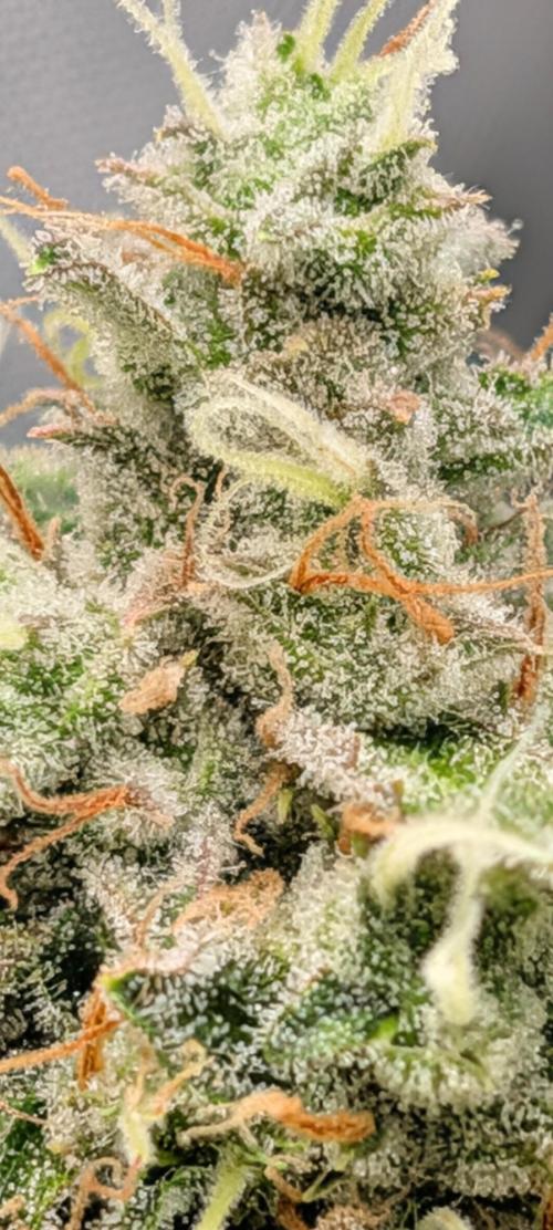 Grow Tent Pro 4x4 P448 (48″ x 48″ x 80″). Week 5