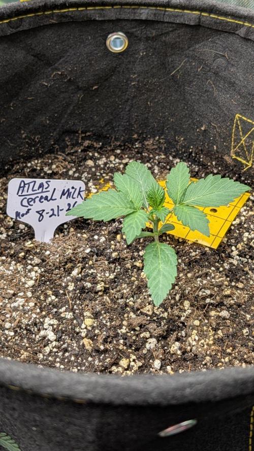 cereal milk auto. Week 2