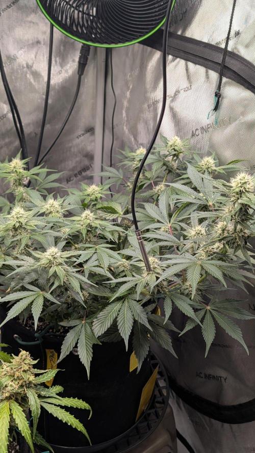 Cereal Milk Auto. Week 5