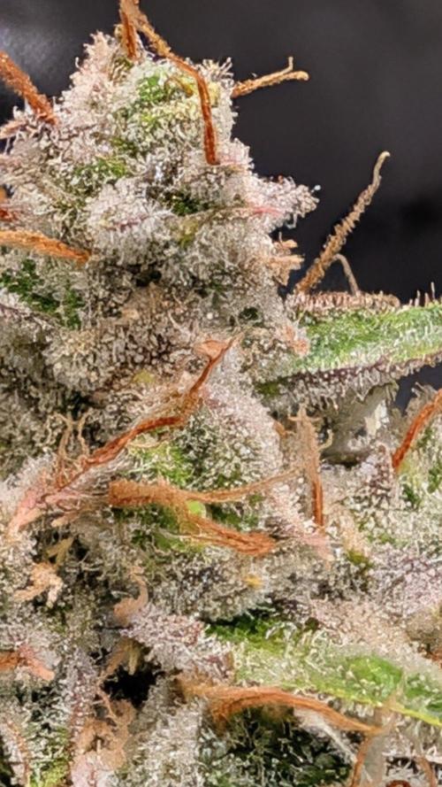 Grow Tent Pro 4x4 P448 (48″ x 48″ x 80″). Week 6
