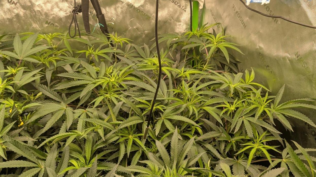 Lemon cherry BX2. Week 1 - Huge plant