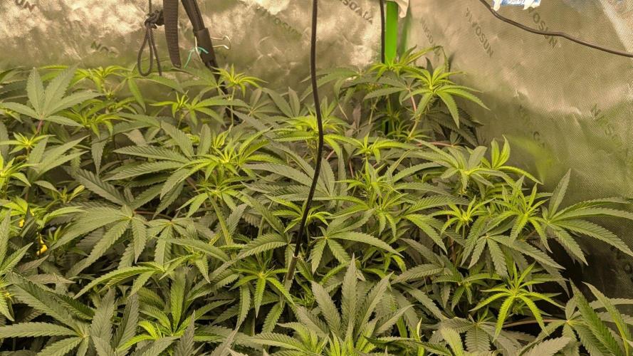 Grow Tent Pro 4x4 P448 (48″ x 48″ x 80″). Week 1