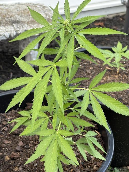 Apollo haze grow 1#. Week 0 - Week 3.Apollo haze. Mephisto.