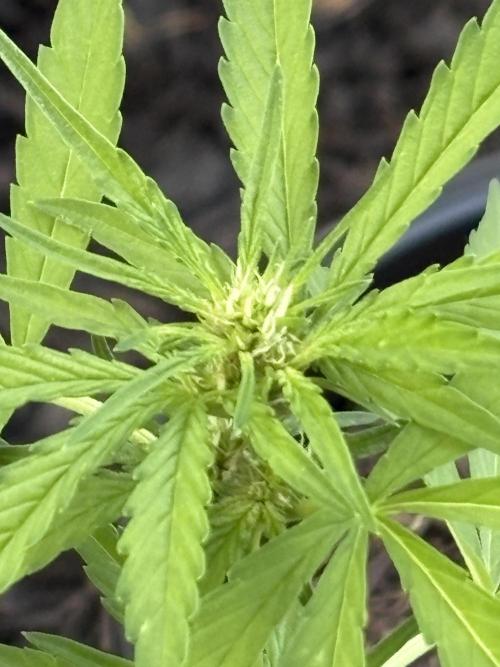 Apollo haze grow 1#. Week 0 - Week 3.Apollo haze. Mephisto.