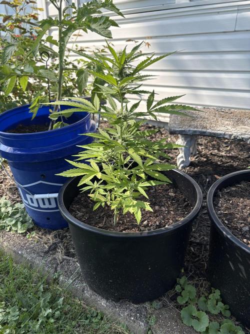 Apollo haze by ob1bologne. Week 5