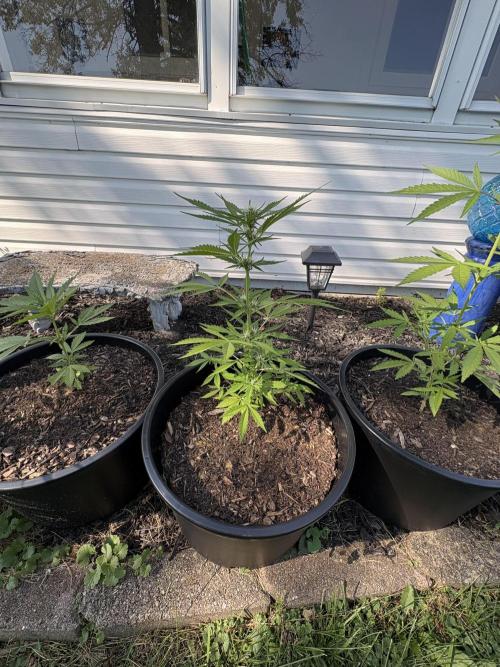 Apollo haze by ob1bologne. Week 5