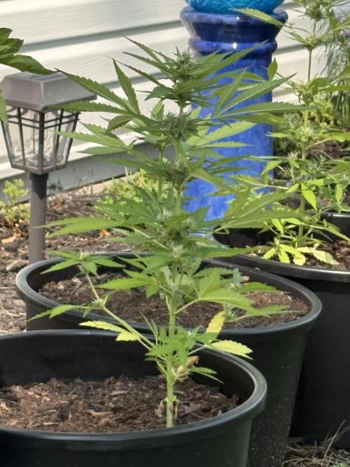 Apollo haze by ob1bologne. Week 5