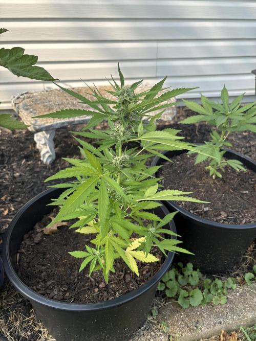 Apollo haze by ob1bologne. Week 5