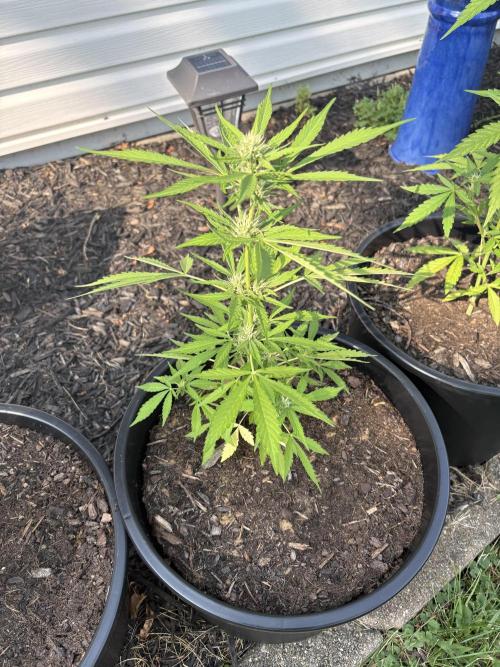 Apollo haze by ob1bologne. Week 5