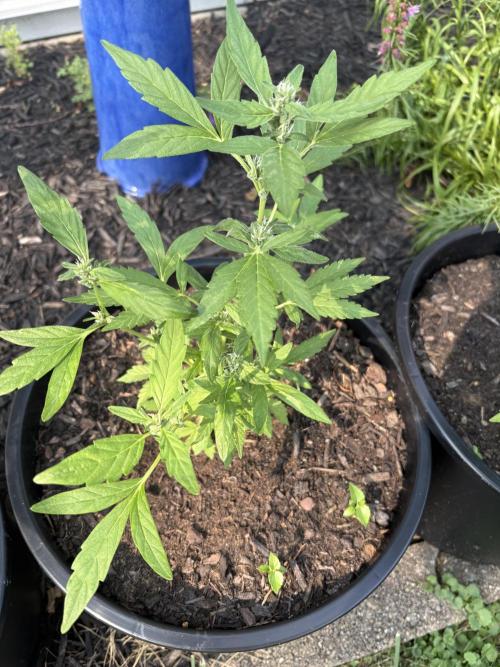 Apollo haze by ob1bologne. Week 5