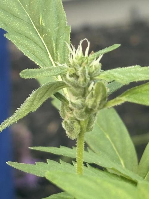 Apollo haze by ob1bologne. Week 5