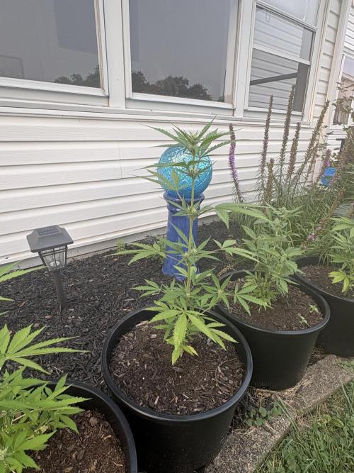 Apollo haze by ob1bologne. Week 5