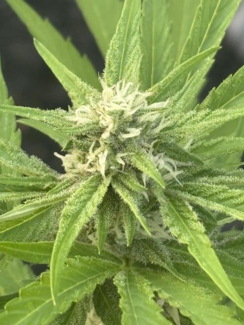 Apollo haze by ob1bologne. Week 5