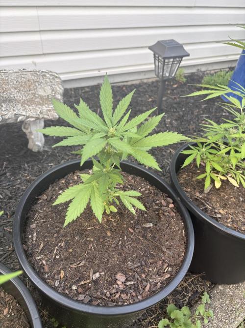 Apollo haze by ob1bologne. Week 5