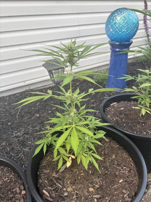 Apollo haze by ob1bologne. Week 5