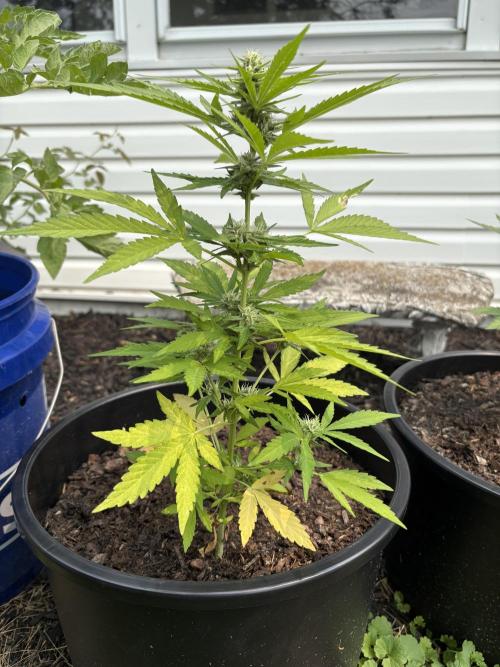 Apollo haze by ob1bologne. Week 6